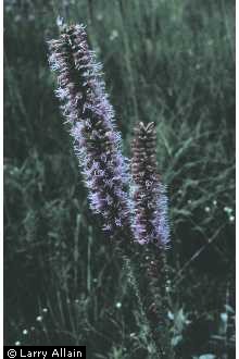 Photo of Liatris spicata (L.) Willd.