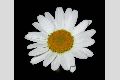 View a larger version of this image and Profile page for Leucanthemum vulgare Lam.