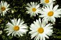 View a larger version of this image and Profile page for Leucanthemum vulgare Lam.