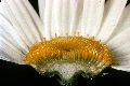 View a larger version of this image and Profile page for Leucanthemum vulgare Lam.