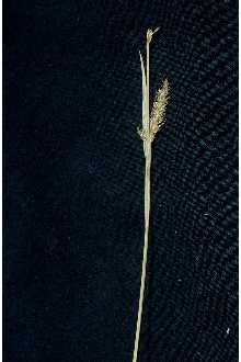 Photo of Carex polymorpha Muhl.