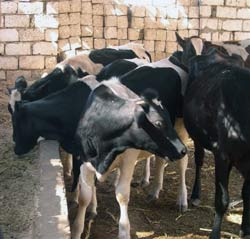 Photo of: The cows of Gabala.