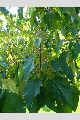 View a larger version of this image and Profile page for Paulownia tomentosa (Thunb.) Siebold & Zucc. ex Steud.