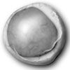 Image of a white blood cell.
