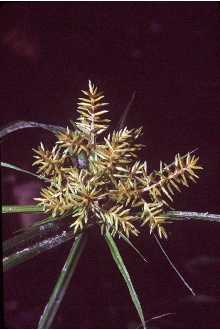 Photo of Cyperus esculentus L.