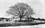 Beech Tree in South Higham, Mass.