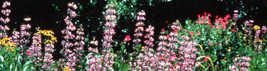 Lupine in an alpine meadow