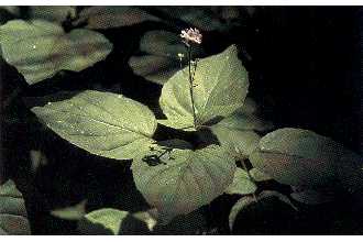 Photo of Circaea alpina L.