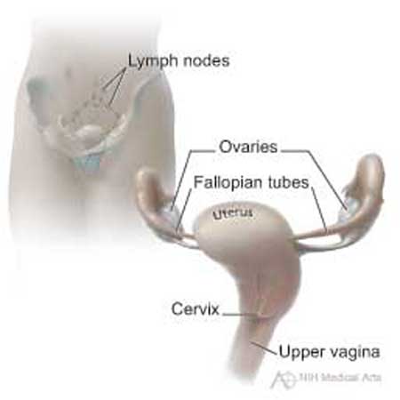 This picture shows the cervix and nearby organs.