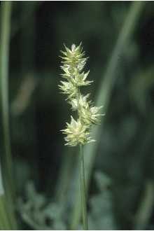 Photo of Carex sparganioides Muhl. ex Willd.