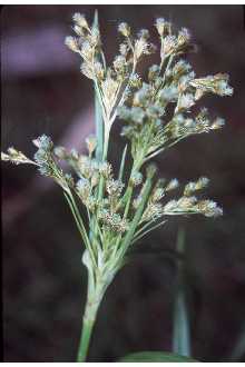 Photo of Scirpus pendulus Muhl.