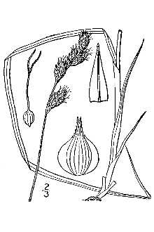 Line Drawing of Carex bicknellii Britton