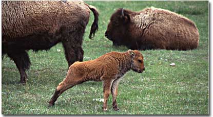 A bison calf streches next to grazing bison cows.