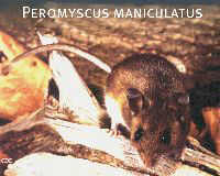 Peromyscus maniculatus, the deer mouse