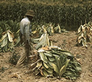 Cutting Burley tobacco and putting it on sticks to wilt  ...  vicinity of Lexington, Ky.