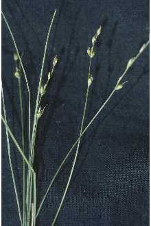 Photo of Carex disperma Dewey