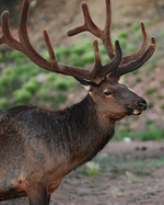 Elk on the Tusayan Ranger District