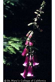 Photo of Digitalis purpurea L.