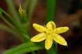 View a larger version of this image and Profile page for Hypoxis hirsuta (L.) Coville