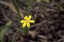 View a larger version of this image and Profile page for Hypoxis hirsuta (L.) Coville