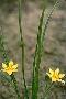 View a larger version of this image and Profile page for Hypoxis hirsuta (L.) Coville