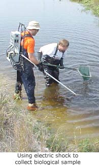 Picture of fish shocking to collect biological samples. 