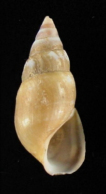 Elimia livescens