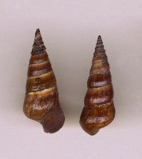 Pleurocera acuta