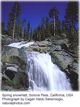 Picture of Spring snowmelt, Sonora Pass, California, USA. Photograph by Cagan Hakki Sekercioglu, naturalphotos.com  (http://www.naturalphotos.com)