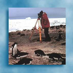 Cartographer conducting a survey in the middle of a penguin rookery
