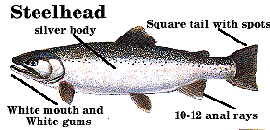 Steelhead ID drawing