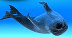 Picture of a harp seal swimming upside down in a deep blue ocean