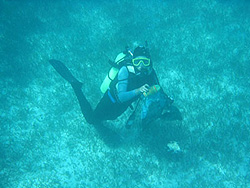 A diver hovers over a bed of seagrass as she scuba dives near the ocean floor