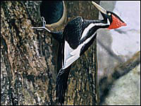 A large black-and-white bird with a red crest on its head clings to the side of a tree