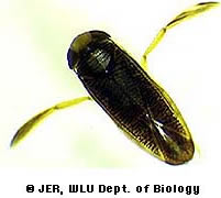 adult water boatman - Sigara sp.