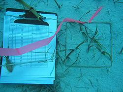 A square grid and a clipboard with a data table rest on the ocean floor