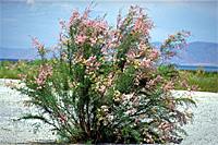 Photograph of a tamarisk plant