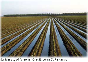 Irrigation water use: Surfaceirrigation. 