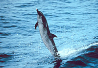 Picture of a Dolphin