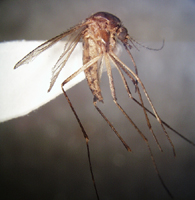 Aedes adult courtesy of Cedar Creek LTER