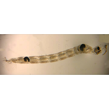 Chaoborous punctipennis larvae.  Courtesy of USGS