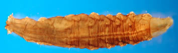 Sciomyzidae larvae courtesy of Digital Key to the Aquatic Insects of North Dakota