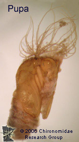 Simulidae pupa courtesy of University of Minnesota