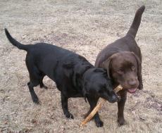 Fotografía de dos perros labradores jugando con un palo