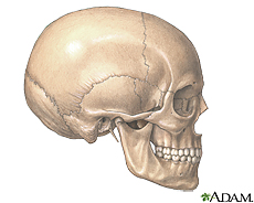 Ilustración de un cráneo y la mandíbula