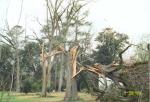 Very large trees snapped in half