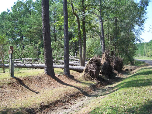 Picture of uprooted trees.