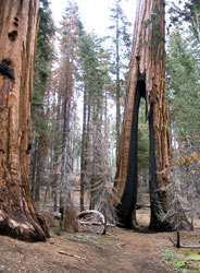 Giant sequoia with tall burn scar that passes all the way through the tree