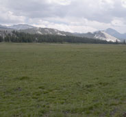 Lembert Dome and mountain peaks rise behind green Tuolumne Meadows
