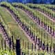 Scenic Oregon photo - vineyard